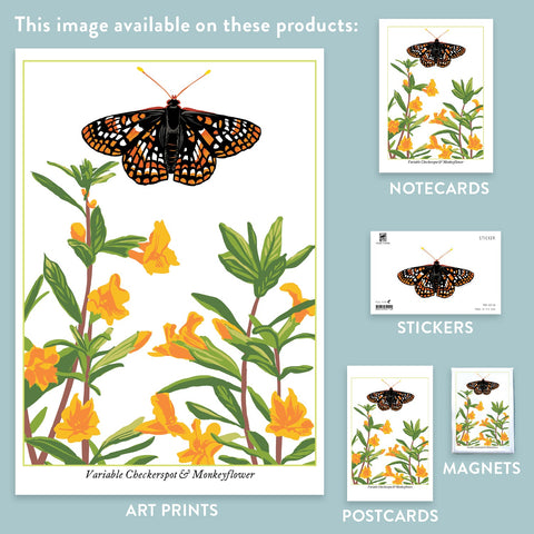 RBU-738 Variable Checkerspot Butterfly