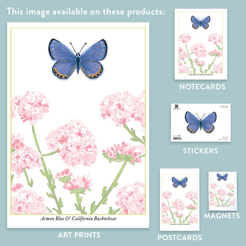 RBU-740 Acmon Blue Butterfly
