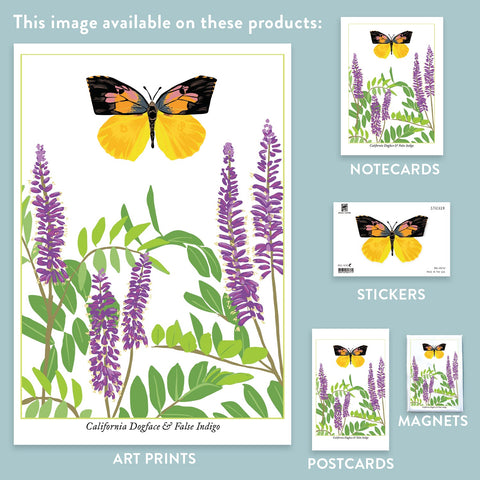 RBU-742 California Dogface Butterfly
