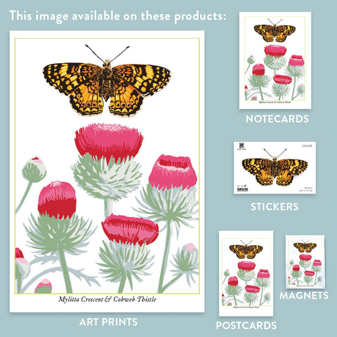 RBU-745 Mylitta Crescent Butterfly