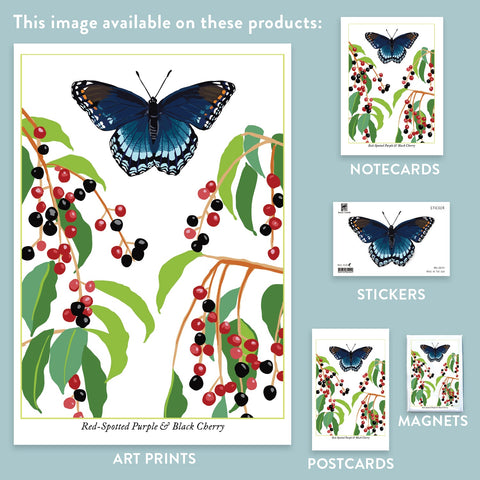 RBU-747 Red-Spotted Purple Butterfly