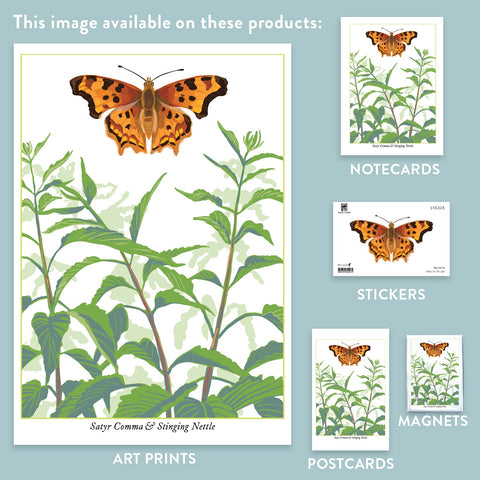 RBU-748 Satyr Comma Butterfly