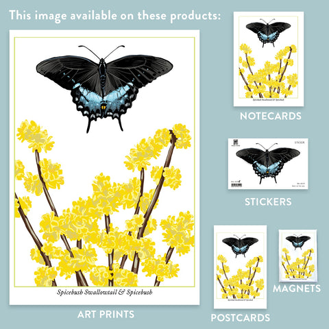 RBU-749 Spicebush Swallowtail Butterfly