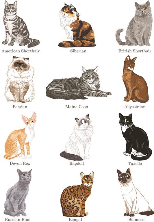 All Cat Rach RAN-45 Cat Breeds – Rigel Paper
